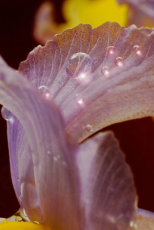 062311 Dew Drops on  an Iris Leaf