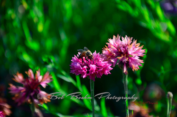 Nectar