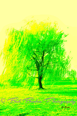 Willow Tree - All Green and Yellow