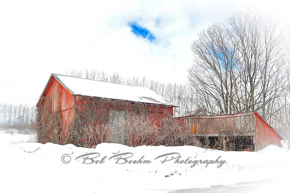 Winter Red - MI