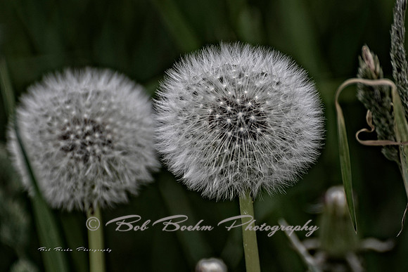 Puff