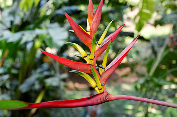 Bird of Paradise