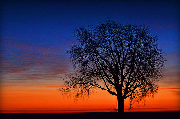 Trees Sunrise
