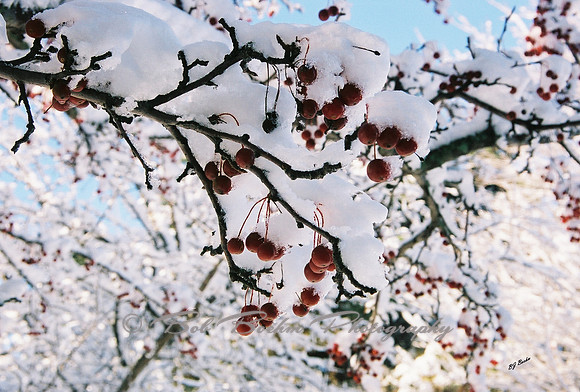 Snow Berries