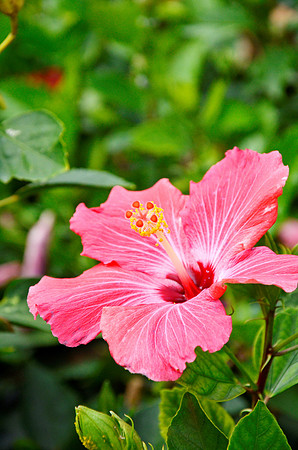 Pink Hibiscus