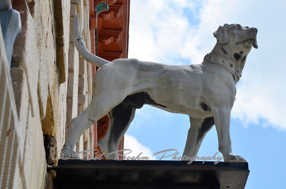 The Gray Dog