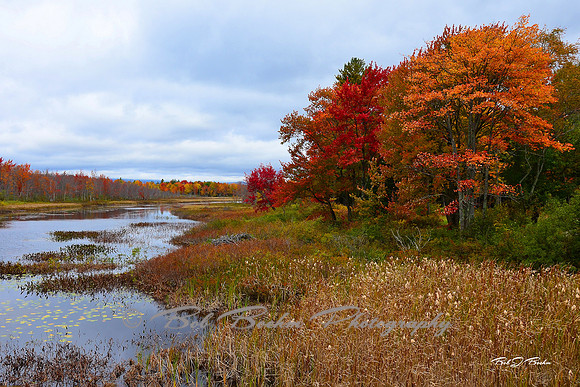 Autumn Maples, New York