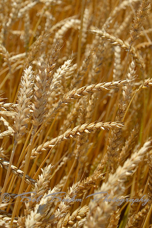 Study of Wheat 4