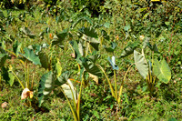 Kola II