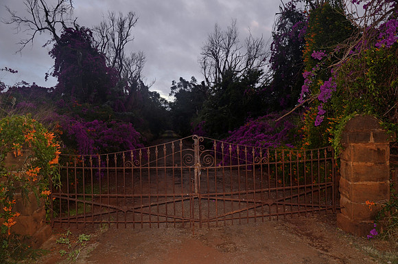Rhododendron II