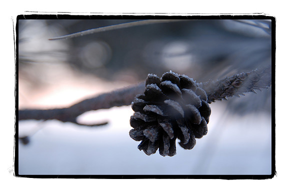 011411 Pine Cone