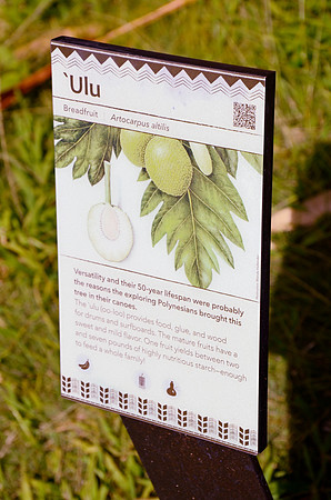 'Ulu Breadfruit