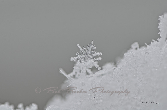 Snowflake_BJB1898