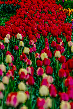 050811 A Field of Color