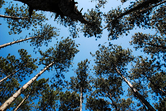 052011 Tree Tops
