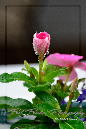 Morning Dew