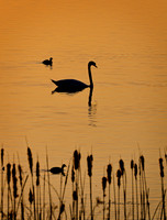 Evening Swim