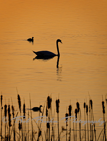 Evening Swim