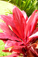 Red Fern