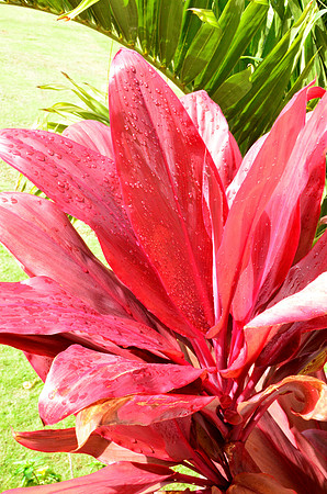 Red Fern
