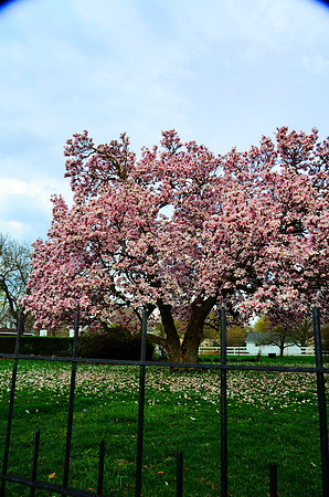 Trees Magnolia Split