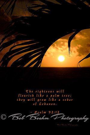 The Righteous Will Flourish