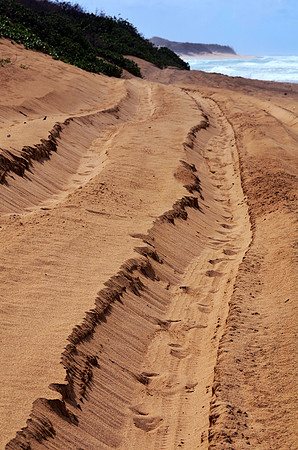 Tracks