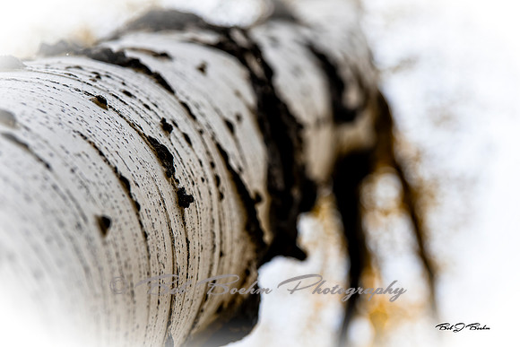 Aspen Bark