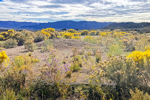 IMG_2580