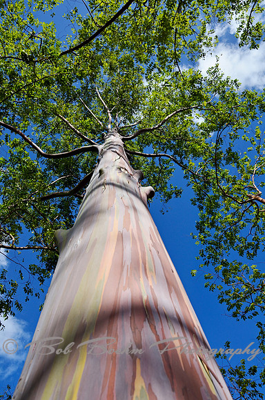 Coolest Tree Ever