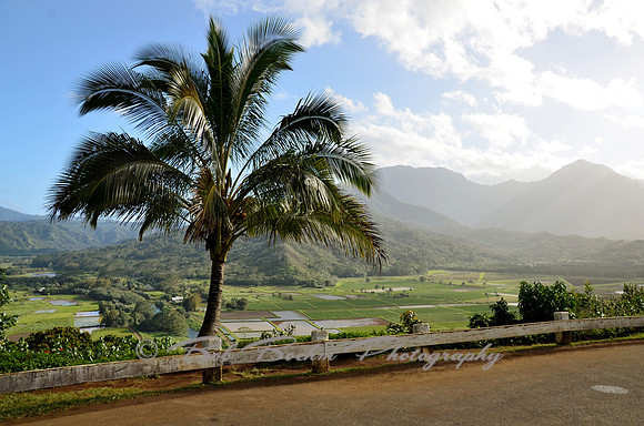 Taro Field Overlook