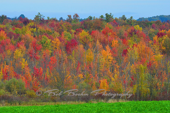 Vermont Foliage