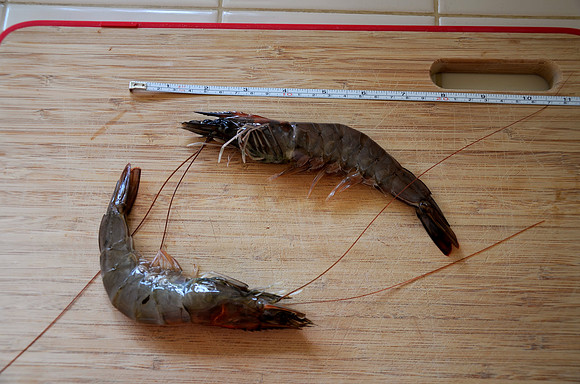 Big Shrimp, an Oxymoron