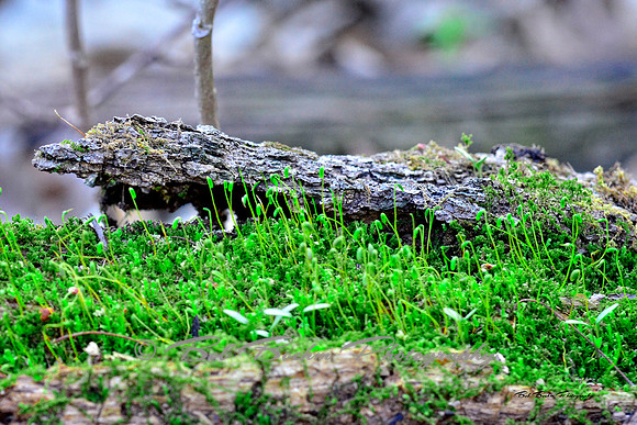 Forest Floor