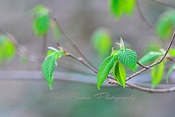 Spring With Strings