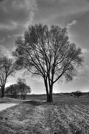 Trees BW