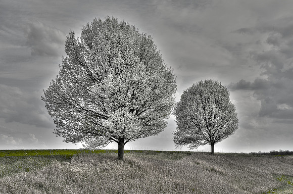Trees Almost Infared