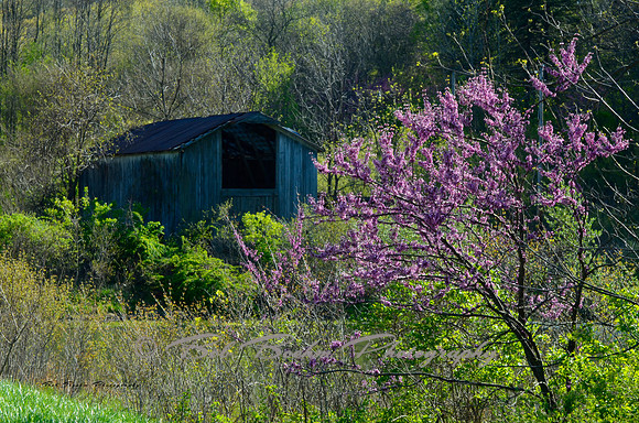 Spring Awakens