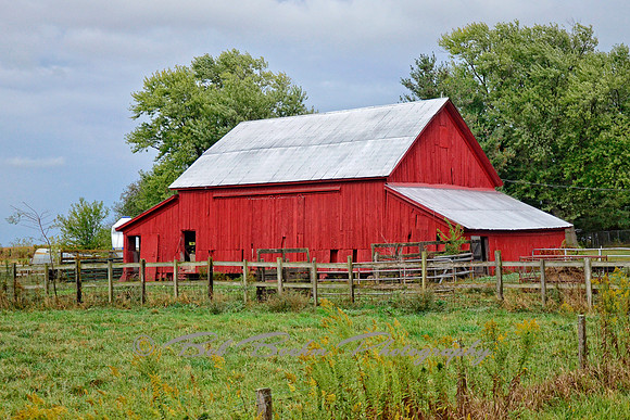 Knox Cty Red