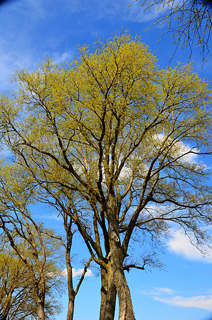 Trees Deep Blue