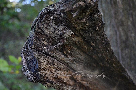 Sep232012_4103