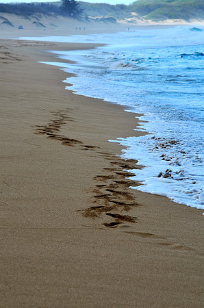Footprints in the Sand