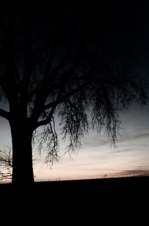 Trees Almost BW