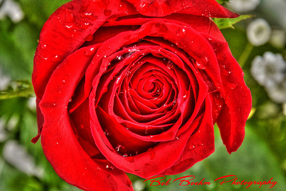 Red Rose
