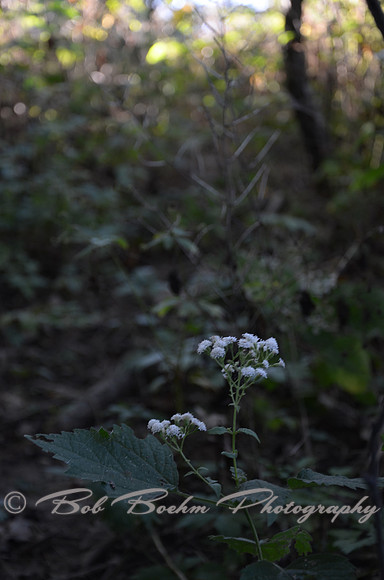 Sep232012_4111