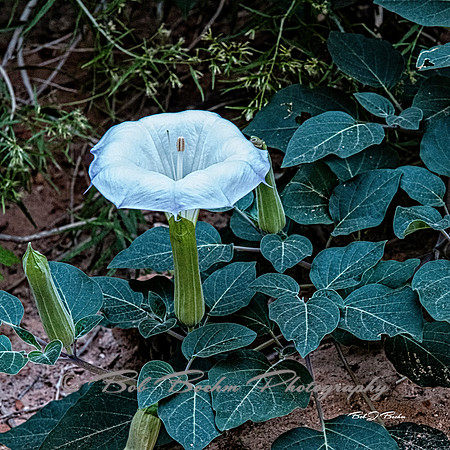 _7507342