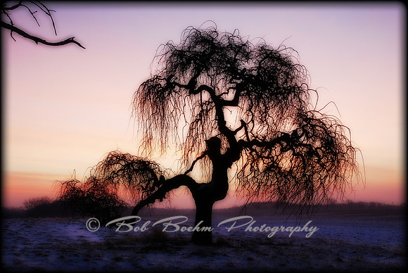 011611 Dr Seusslike Tree