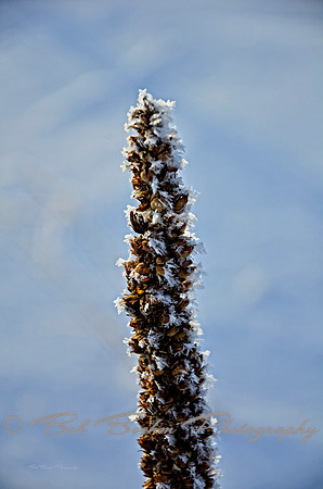 _BJB1706