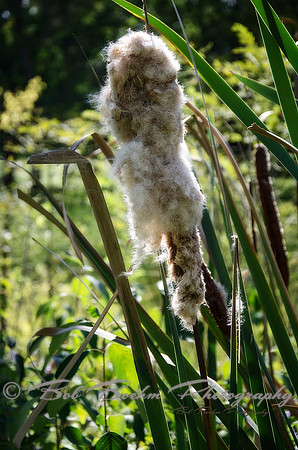 Cattail