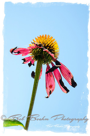 Reaching For The Sun